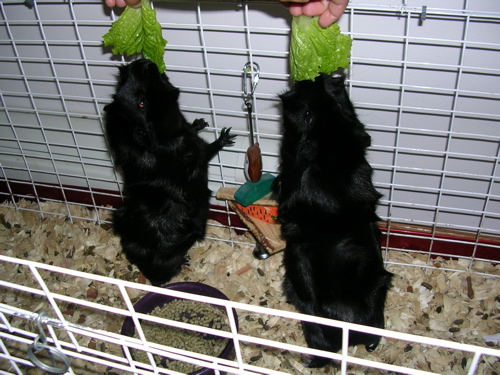 Guinea Pigs.