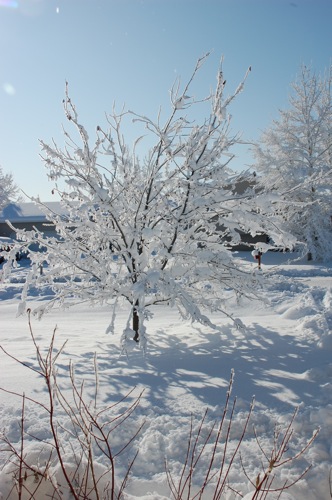 Winter scene.